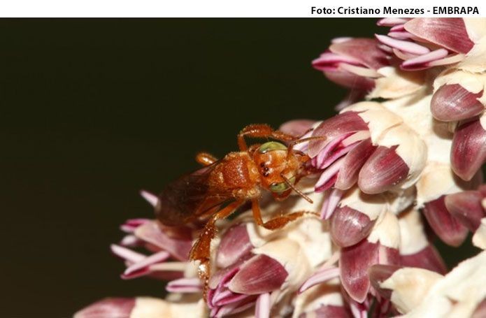 Mais-de-90-da-polinizacao-do-acai-e-realizada-por-abelhas-da-Amazonia-indica-estudo-da-Embrapa