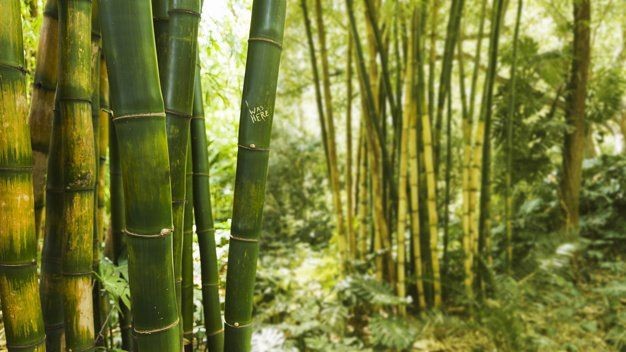 bambu-na-floresta-tropical_23-2147904684