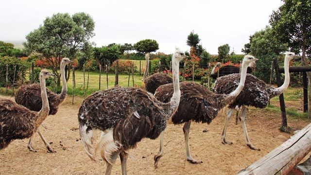 avestruz-reproducao-cria-e-recria