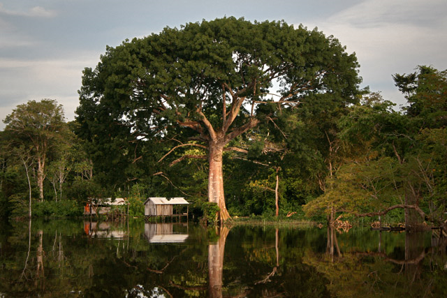 Conheça a árvore rainha da Amazônia, a gigantesca sagrada, Sumaúma