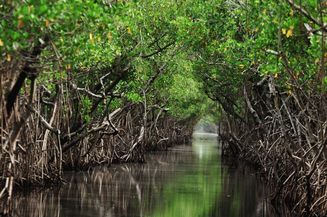 Conheça os manguezais da Amazônia. O maior cinturão de manguezais do mundo