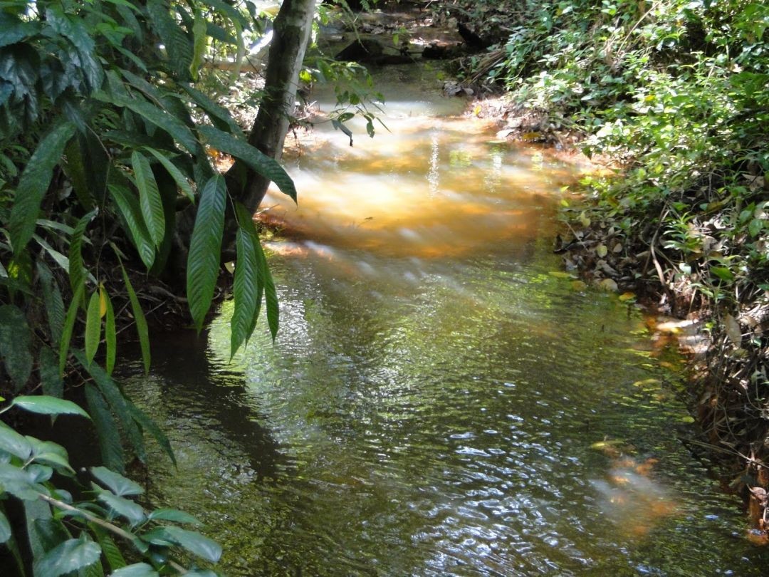 Água Branca: Saiba mais sobre a última nascente viva de igarapé em Manaus e sua importância