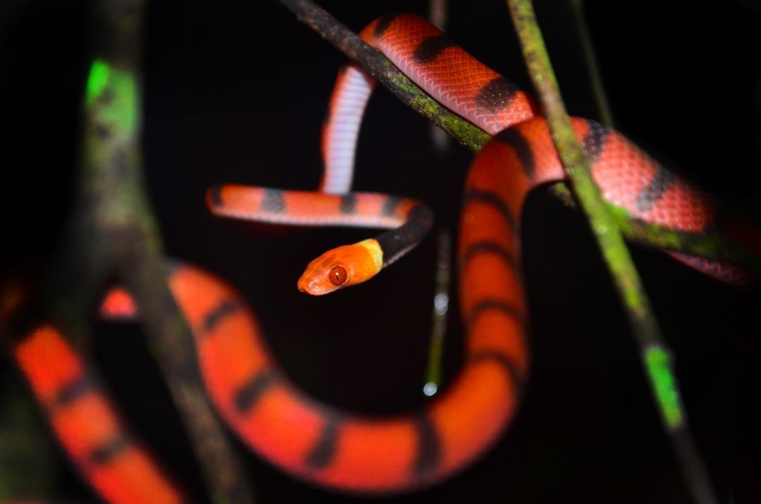 Existe cobra cor de rosa? Saiba o que representam as cores das cobras -  Portal Amazônia