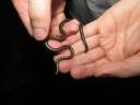 Cobra com até 20 centímetros é uma das menores encontradas na Amazônia