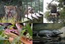 Conheça os cinco maiores predadores da floresta amazônica