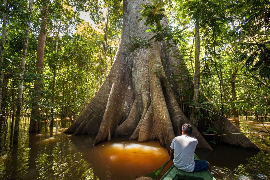 Portal Amazônia responde: Sumaúma ou Samaúma? Saiba qual o nome correto de uma das maiores árvores da Amazônia