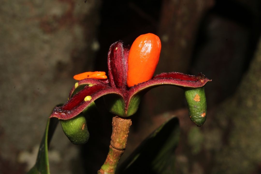 Conheça a Tovomita cornuta, nova planta descoberta no Amazonas