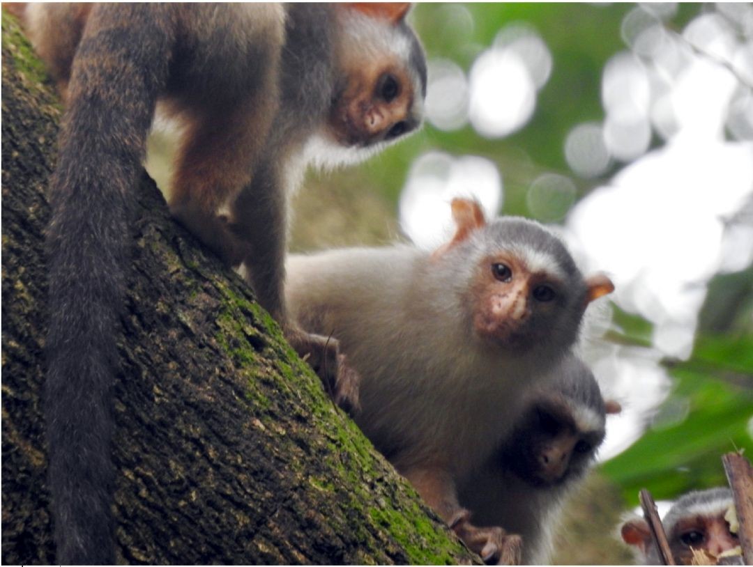 Pesquisadores medem impactos das mudanças climáticas em espécie de macaco