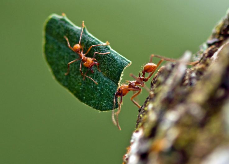 Formigas saúvas surgiram há 8,5 milhões de anos, indica estudo internacional