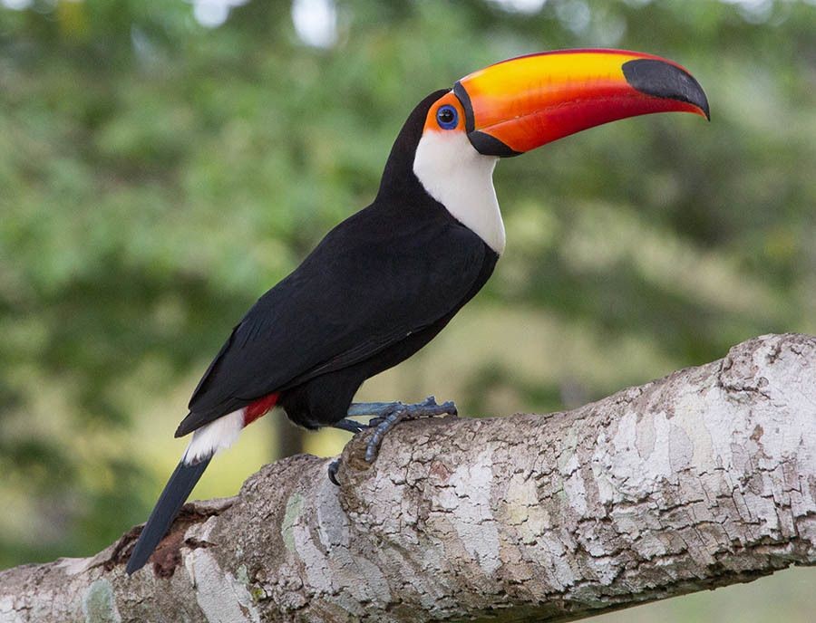 Conheça o tucano: famosa ave que chama a atenção devido sua principal  característica, seu enorme e colorido bico - Portal Amazônia