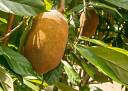 Kit Cupuaçu 5.0: reforço tecnológico de novos clones do fruto possui potencial na bioeconomia