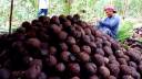 Sistema para aumentar produção da castanha é adotado por Terra Indígena em Rondônia