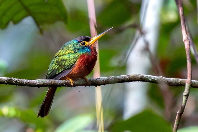 Estudo mostra que pequenos rios amazônicos influenciam especiação de aves de florestas de terra firme