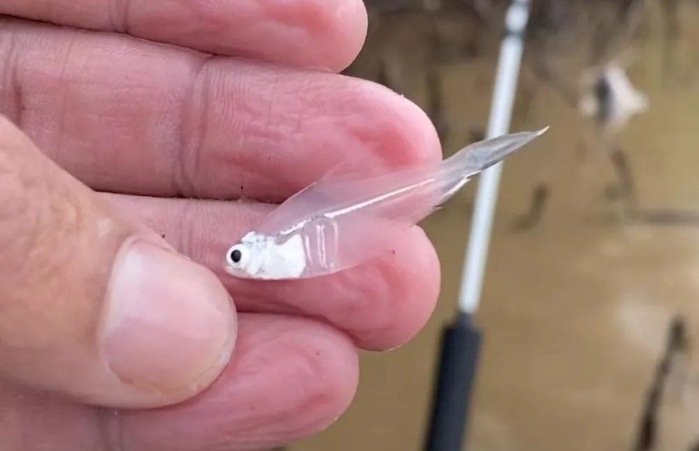 peixe-transparente-g1-ro-1