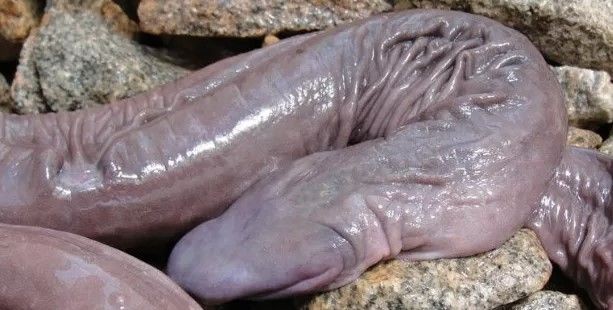 Conheça a cobra mole, anfíbio raro encontrado na Amazônia