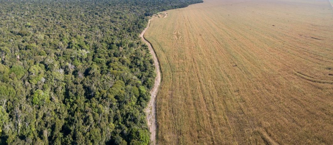 Por que a saída do Estado do Mato Grosso da Amazônia Legal é preocupante?