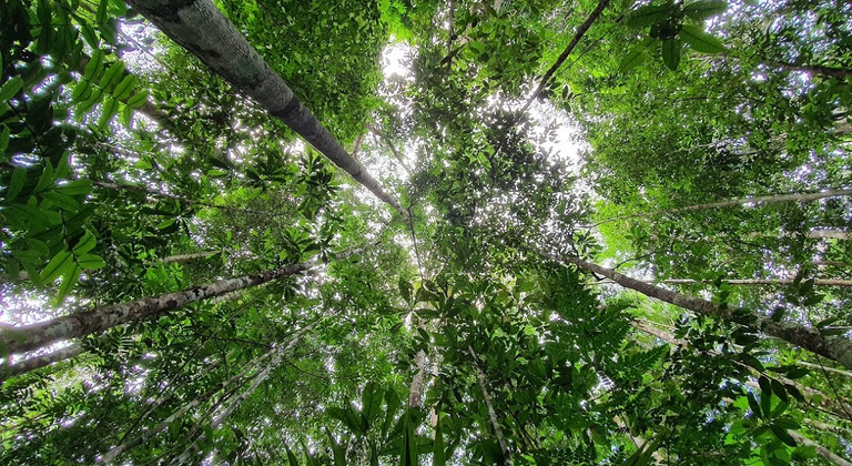 floresta-amazonica-foto-acervo-projeto-afex