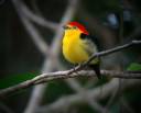 Serpente e arco-íris: lenda guianesa explica a origem das cores dos pássaros amazônicos