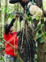 Indígenas de Rondônia recebem registro de comercialização de açaí e podem atender mercado internacional