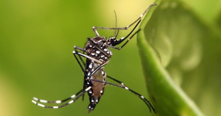 1 mosquito e 4 doenças: conheça o Aedes aegypti, o "maldito do Egito"