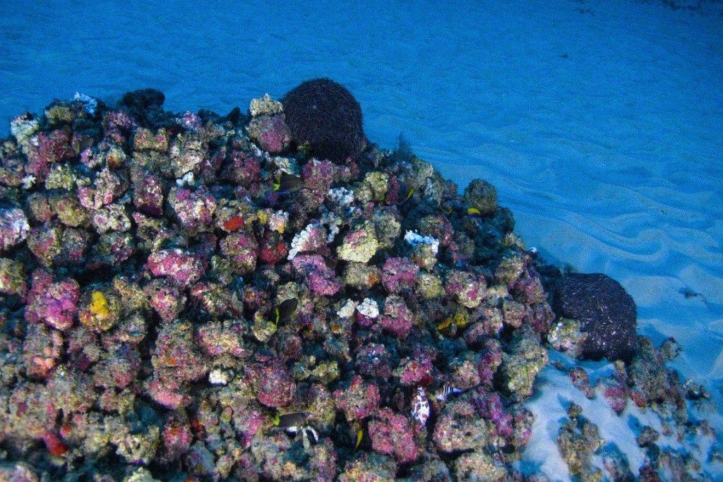 GARS: cientistas estimam que apenas 5% dos recifes de corais da Amazônia já foram investigados
