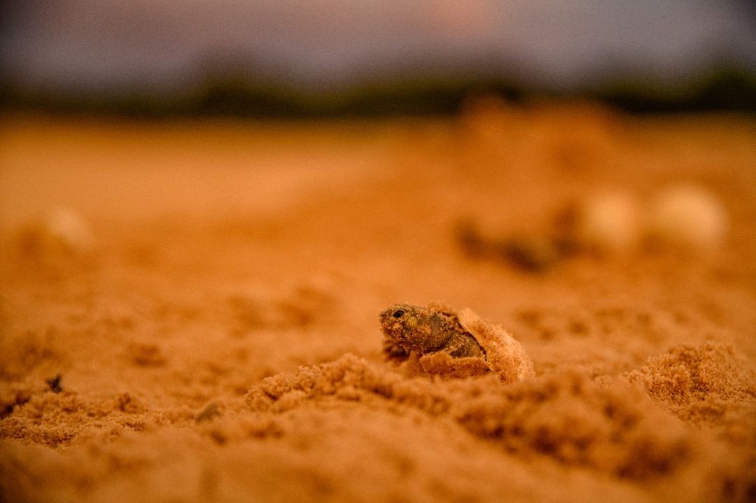 Nascimento-de-tartarugas-no-Rio-Guapore---Foto-WCS-1