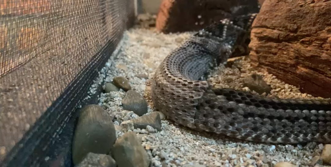 VÍDEO: Você sabe por quê as cobras trocam de pele?