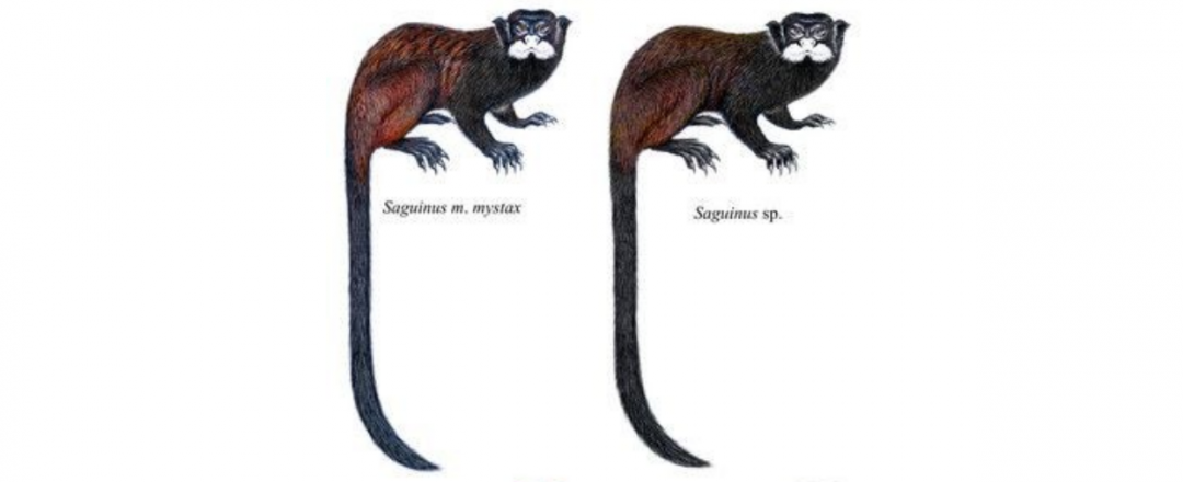 Nova espécie de sagui é encontrada na Amazônia