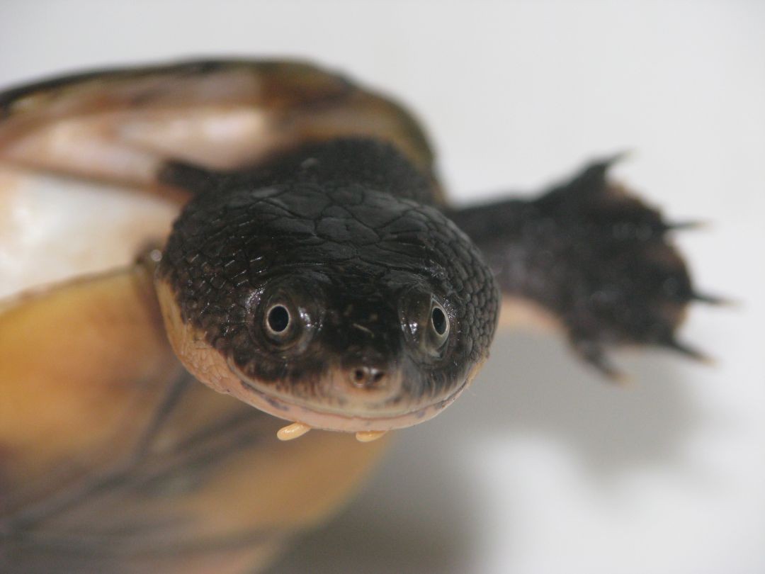 Pesquisa descobre nova espécie de tartaruga encontrada na Amazônia