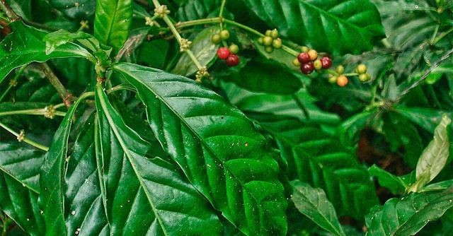 Plantas utilizadas no chá de ayahuasca são estudadas por pesquisadores