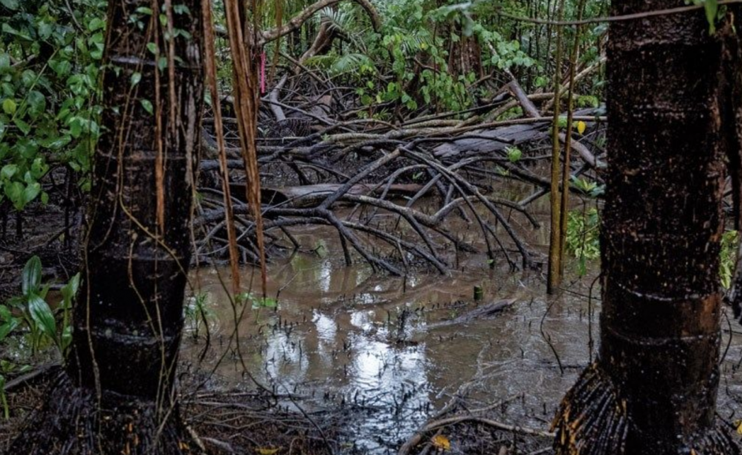 Região perto da foz do rio Amazonas possui manguezais de água doce