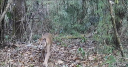 Anta, jaguatirica e macacos são flagrados por ‘câmera trap’ passeando por reserva em Rondônia