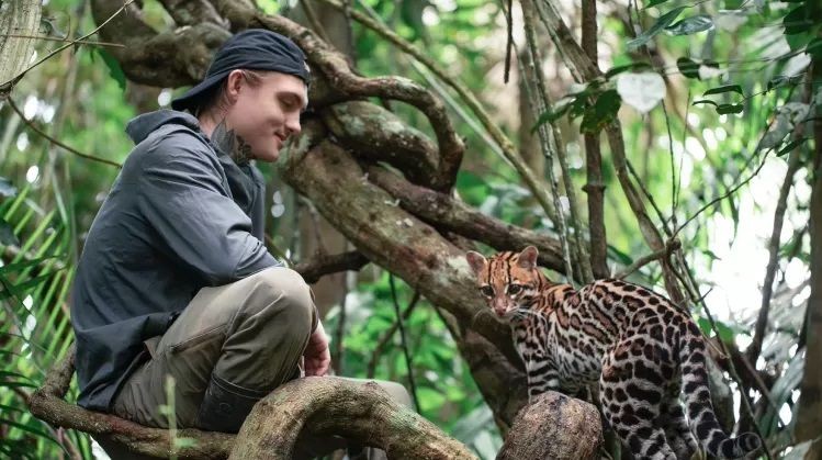 Conexão na selva: Veterano de guerra dos EUA cria laços com jaguatiricas da Amazônia
