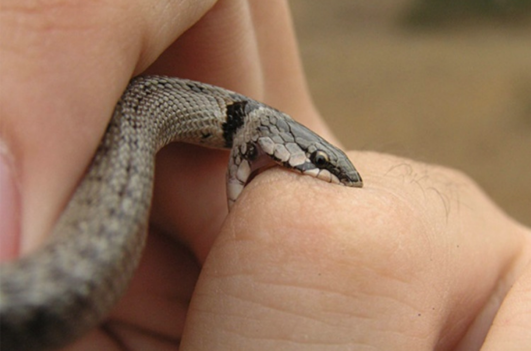 Estudo identifica áreas de risco de acidentes com cobras no Maranhão