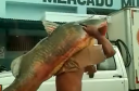 Pescador acreano viraliza ao levar um peixe de 1,5 metro e quase 80 quilos nas costas