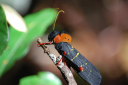 Biodiversidade de insetos nas copas das árvores na Amazônia surpreende pesquisadores