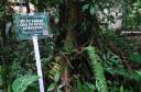 Escola Bosque em Belém preserva espécies da flora amazônica ameaçadas de extinção