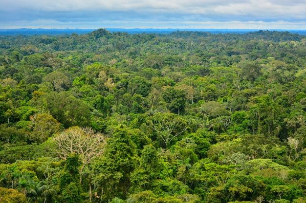 Estados da Amazônia Legal são responsáveis pelo aumento do território brasileiro em 2022
