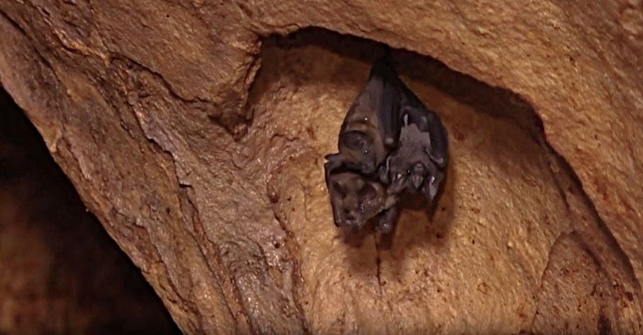 morcegos-maroaga-foto-amazonsat
