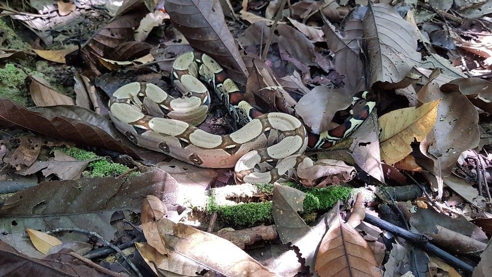 Conheça os cuidados necessários na criação de serpentes venenosas em cativeiro