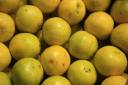 Pará é referência em citricultura, com destaque nacional para laranja e limão