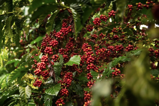 Produção de café em Rondônia tem aumento entre 2021 e 2022, revela pesquisa realizada pelo IBGE