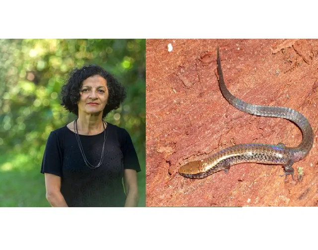 Saiba quem é a indigenista de Rondônia que deu nome a lagarto descoberto na Amazônia