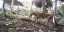 Câmera flagra onça-parda 'passeando' com filhotes em sítio de Porto Velho