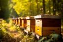Apicultura cresce em Vilhena e município ganha destaque na produção de mel, aponta IBGE