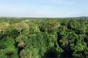 Obra analisa importância da Amazônia e mais quatro florestas para o clima no planeta