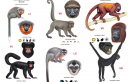 Guia inédito de primatas que vivem na TI do povo Paiter-Suruí é criado por biólogo indígena