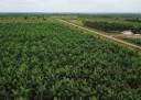 Além da Amazônia: açaí ganha primeiro Zoneamento Agrícola de Risco Climático