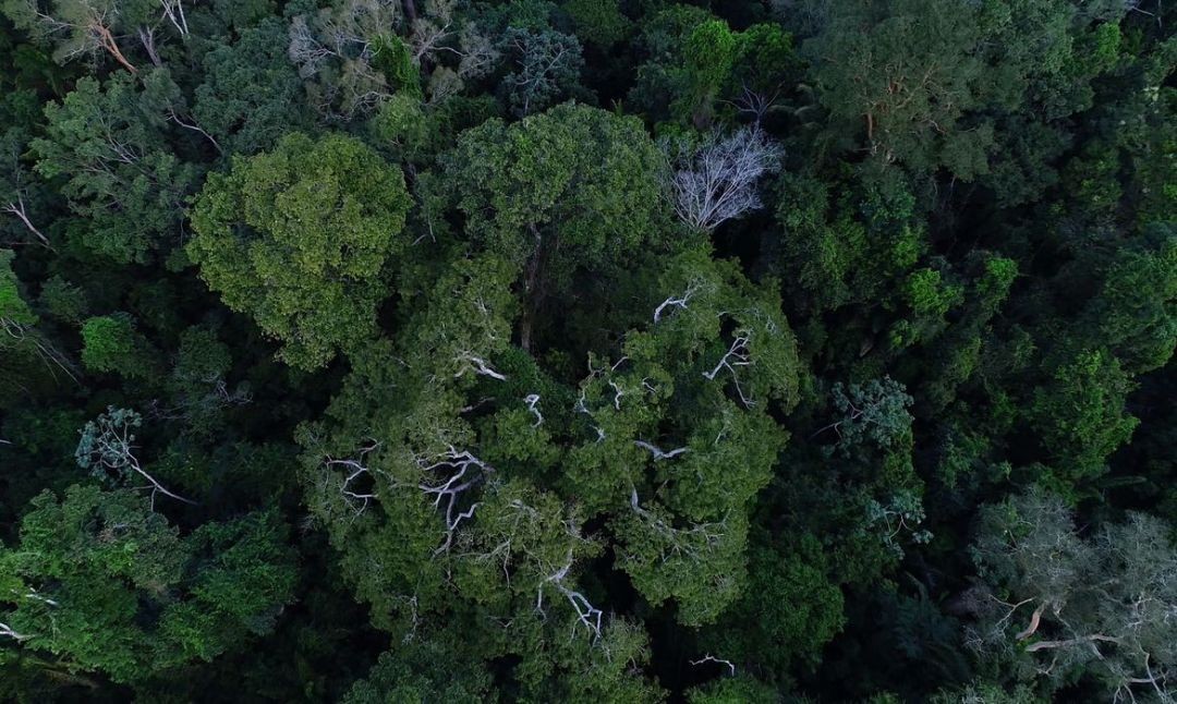 Floresta Amazônica vista de cima. Foto: Divulgação TV Brasil