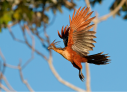 Conheça a cigana da Amazônia, ave que intriga pesquisadores do mundo